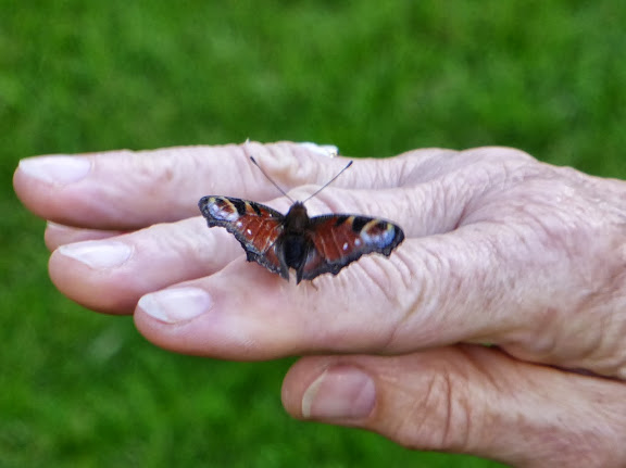 Butterfly Release at a funeral, wedding, baby naming.